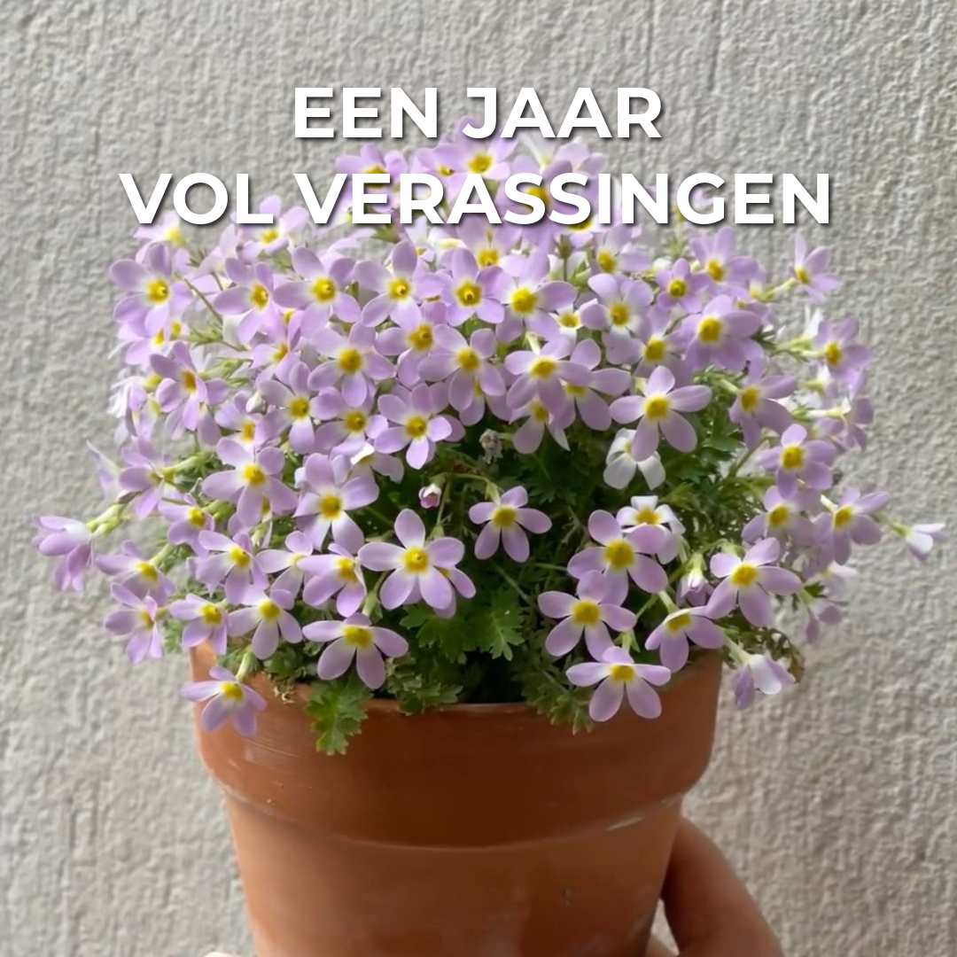 Plantbare Kalender 2025