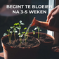 Plantbare Kalender 2025