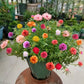 Plantbare Kalender 2025